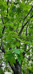 Quercus rubra