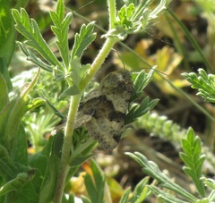 Heliothis viriplaca