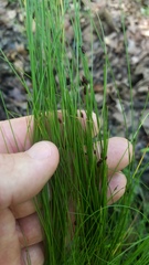 Eleocharis tenuis
