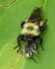 Laphria thoracica