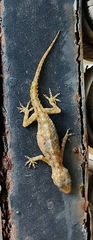 Hemidactylus brookii