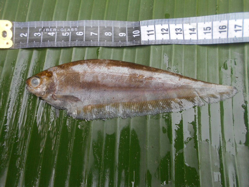 African knifefish (Xenomystus nigri) — Notopteridae