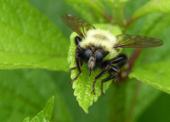 Laphria thoracica