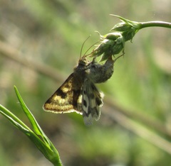 Heliothis viriplaca