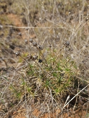 Borya sphaerocephala