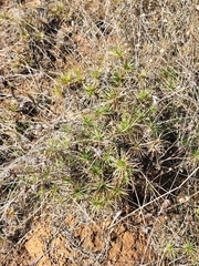 Borya sphaerocephala