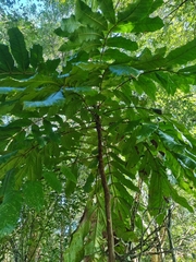 Davidsonia jerseyana