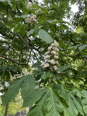 Aesculus hippocastanum