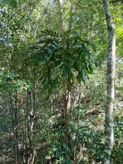 Davidsonia jerseyana