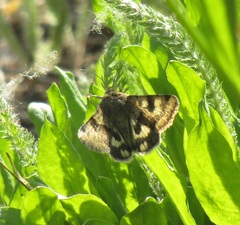 Heliothis viriplaca