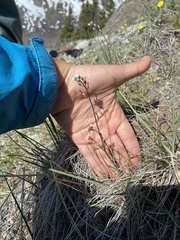 Crucihimalaya bursifolia