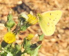 Colias electo electo