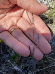 Crucihimalaya bursifolia