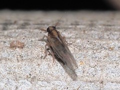 Muellerianella laminalis