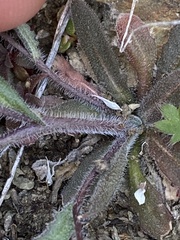 Crucihimalaya bursifolia