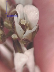 Crucihimalaya bursifolia