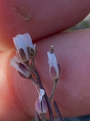 Crucihimalaya bursifolia