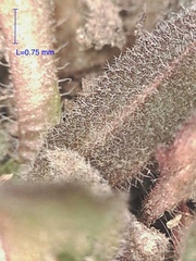Crucihimalaya bursifolia