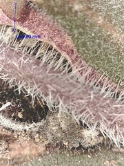 Crucihimalaya bursifolia