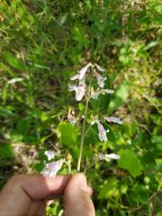 Penstemon brevisepalus
