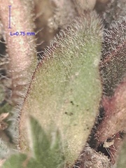 Crucihimalaya bursifolia