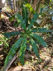 Macadamia tetraphylla