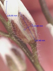 Crucihimalaya bursifolia