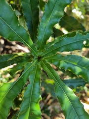 Macadamia tetraphylla