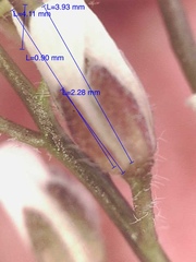 Crucihimalaya bursifolia