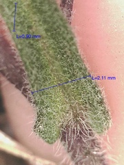 Crucihimalaya bursifolia