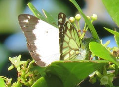 Cynanchum ellipticum