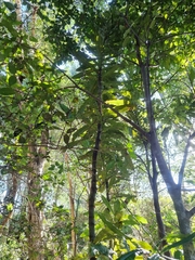Macadamia tetraphylla
