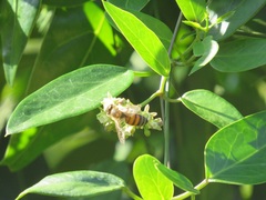 Cynanchum ellipticum