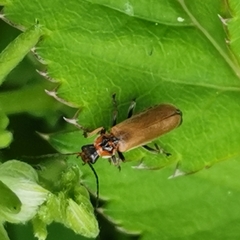 Rhagonycha nigriventris