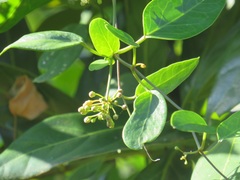 Cynanchum ellipticum