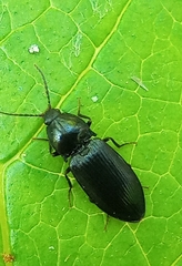 Pseudanostirus globicollis