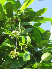 Cynanchum ellipticum