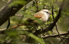 Cranioleuca pyrrhophia