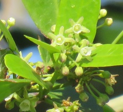 Cynanchum ellipticum