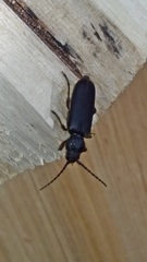 Tetropium castaneum