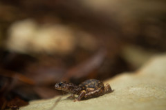 Speleomantes italicus