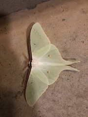 Actias aliena