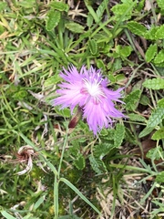 Dianthus sternbergii