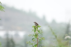 Prinia striata