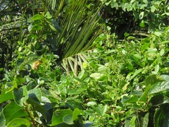 Cynanchum ellipticum