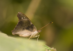 Doxocopa cyane