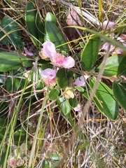 Rhodomyrtus tomentosa