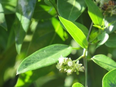 Cynanchum ellipticum