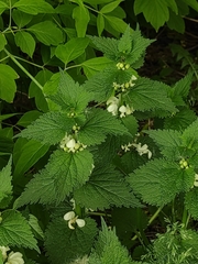 Lamium album