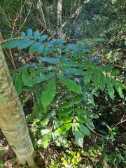 Davidsonia jerseyana